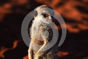 Meerkat suricata suricatta in the Namibian Desert.