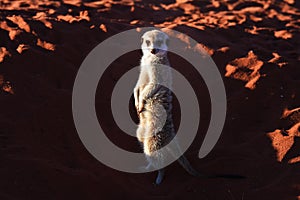 Meerkat suricata suricatta in the Namibian Desert.