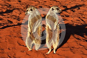 Meerkat suricata suricatta in the Namibian Desert.