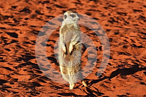 Meerkat suricata suricatta in the Namibian Desert.