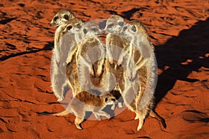 Meerkat suricata suricatta in the Namibian Desert.