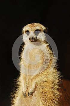 Meerkat (Suricata suricatta) portrait isolated photo