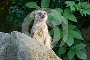 The meerkat (Suricata suricatta), portrait of suricate