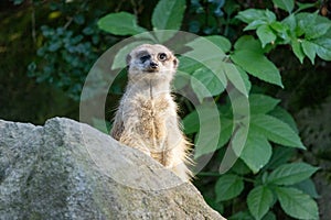 The meerkat (Suricata suricatta), portrait of suricate