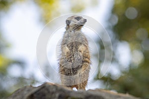 The meerkat (Suricata suricatta), portrait of suricate