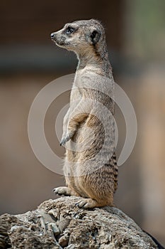 Meerkat Suricata suricatta. Program for the conservation of rare and endangered species  of animals