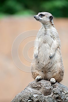 Meerkat Suricata suricatta. Program for the conservation of rare and endangered  species of animals