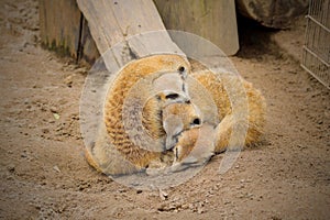 Meerkat (Suricata suricatta) on sand