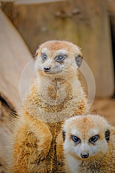 Meerkat (Suricata suricatta) on sand