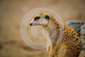 Meerkat (Suricata suricatta) on sand