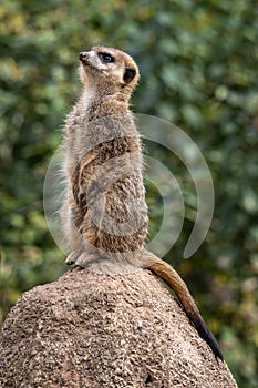 Meerkat, Suricata suricatta sitting on a stone and looking into the distance