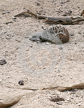 Meerkat Suricata suricatta sleeping