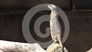 Meerkat (Suricata suricatta) standing alert