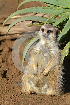 Meerkat Suricata suricatta standing looking away