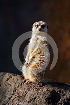 Meerkat Suricata suricatta standing on a rock looking at the cam