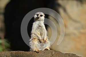 Meerkat Suricata suricatta standing on a rock looking at the cam