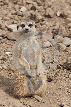 Meerkat - Suricata suricatta standing on a stone guarding the surroundings in sunny weather