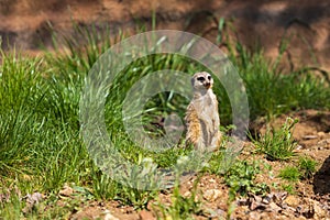 Meerkat - Suricata suricatta standing on a stone guarding the surroundings in sunny weather. Photo has nice bokeh