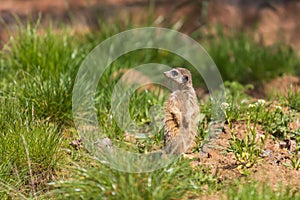 Meerkat - Suricata suricatta standing on a stone guarding the surroundings in sunny weather. Photo has nice bokeh