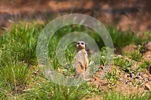 Meerkat - Suricata suricatta standing on a stone guarding the surroundings in sunny weather. Photo has nice bokeh