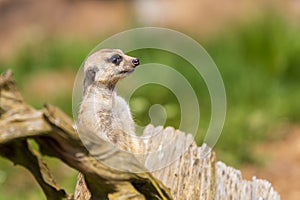 Meerkat - Suricata suricatta standing on a stone guarding the surroundings in sunny weather. Photo has nice bokeh