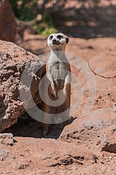 Meerkat, Suricata suricatta, standing watchfull