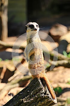 Meerkat (Suricata suricatta) standing watchfully on a log