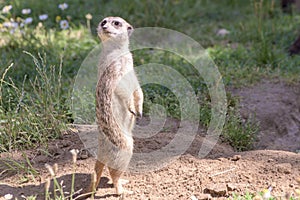 Meerkat, natural behavior, watching for enemies photo