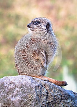 A meerkat Suricata suricatta stands watch