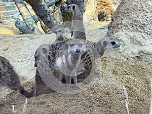 The meerkat Suricata suricatta, Suricate, Das ErdmÃÂ¤nnchen, Surikate, Scharrtier, il suricato or Merkat - The Zoo ZÃÂ¼rich photo