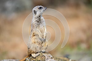 The meerkat, Suricata suricatta or suricate is a small carnivoran in the mongoose family. It is the only member of the genus photo