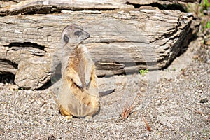 The meerkat, Suricata suricatta or suricate is a small carnivoran in the mongoose family. It is the only member of the genus photo