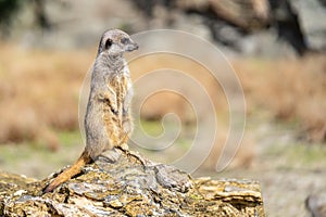 The meerkat, Suricata suricatta or suricate is a small carnivoran in the mongoose family. It is the only member of the genus