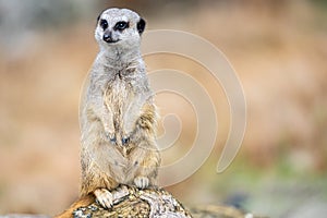 The meerkat, Suricata suricatta or suricate is a small carnivoran in the mongoose family. It is the only member of the genus