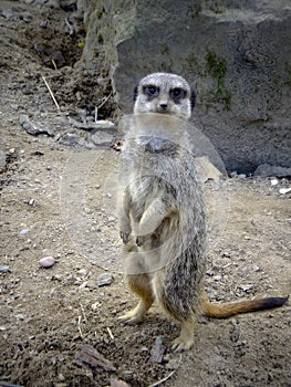 The meerkat, Suricata suricatta or suricate is a small carnivoran in the mongoose family. It is the only member of the genus.