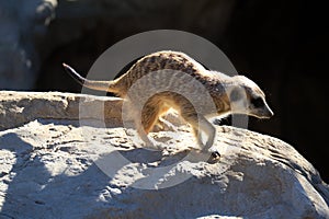 Meerkat (Suricata suricatta) or suricate, is a small mongoose found in southern Africa