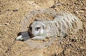 A meerkat (Suricata suricatta) taking a sun bath.