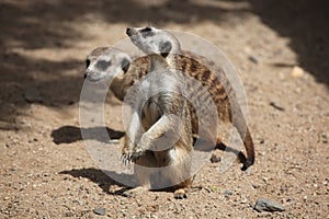Meerkat (Suricata suricatta) photo