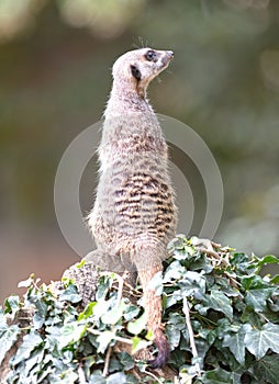 Meerkat (Suricata suricatta) on watch-duty, selective focus