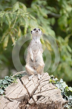 Meerkat (Suricata suricatta) on watch-duty, selective focus