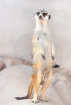Meerkat suricata suricatta  wildlife animal standing on legs