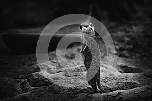 Meerkat, Suricata suricatta, wildlife mamal