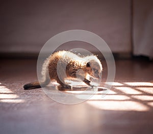 The meerkat or suricate, 1 month old with baby