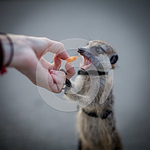 The meerkat or suricate, 1 years old walking outside