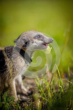 The meerkat or suricate, 1 years old walking outside