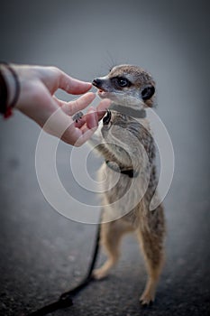 The meerkat or suricate, 1 years old walking outside