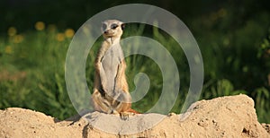 Meerkat (suricate) photo