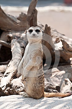 Meerkat or Suricate