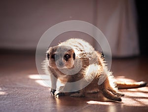 The meerkat or suricate, 2 years old with baby