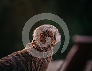 The meerkat or suricate, 2 years old outside